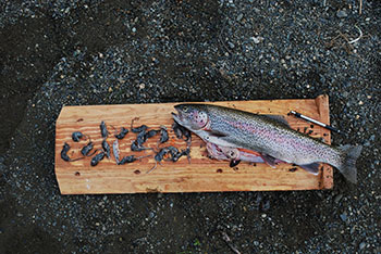 What does a Rainbow trout eat?