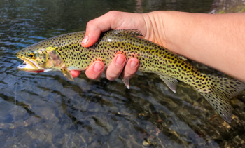 Cutthroat trout