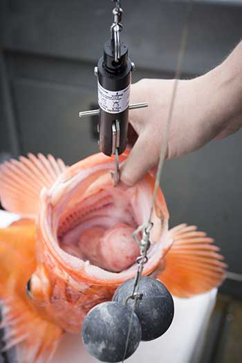 Rockfish Deepwater Release