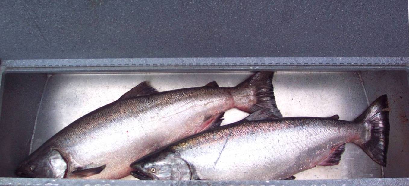 Cook Inlet marine recreational harvested king salmon