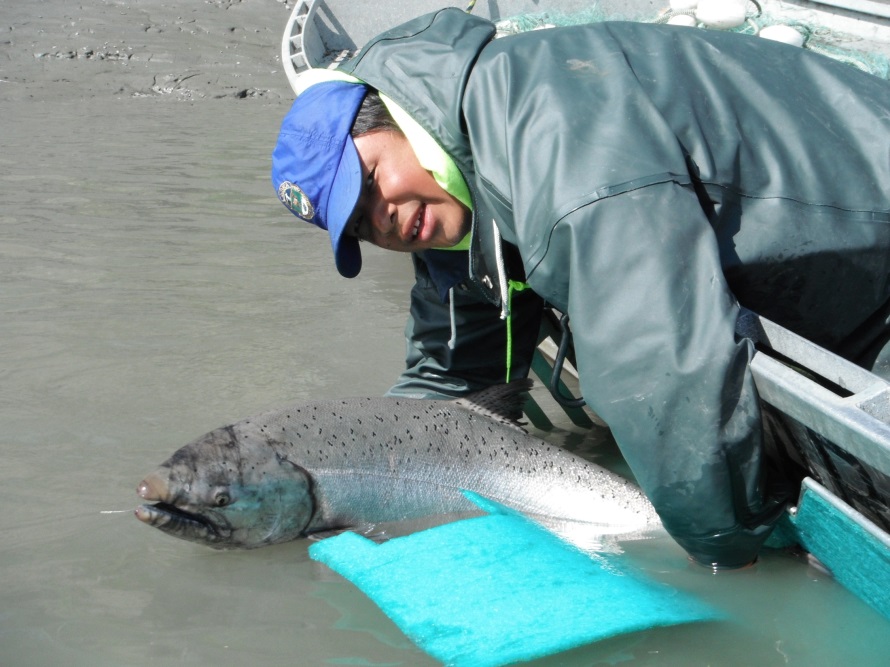 A king salmon with an esophageal radio tag (see antenna sticking out of fishes mouth) is released after sampling