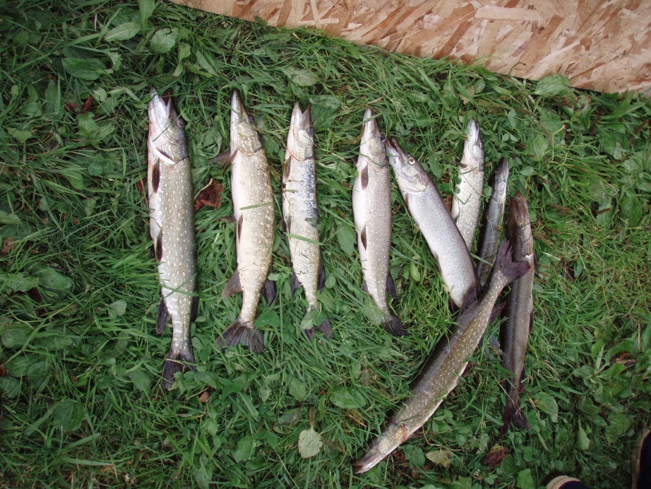 Eradicated northern pike from the 2012 Stormy Lake treatment