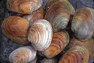 hardshell clams from Lower Cook Inlet