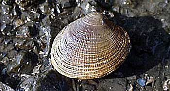 a hardshell clam exposed by changing tidewaters