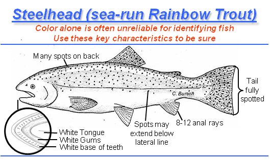 identification graphic -- chinook salmon have spots on both lobes of tail, black tongue, gums