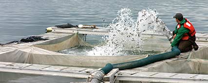 stocking fish in area waters