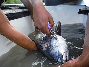 Technicians measure and tag a Chinook salmon