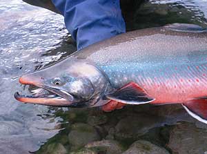 Salmon Photo