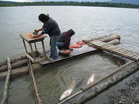 Fish Processing and harvesting on the Kuskokwim River.
