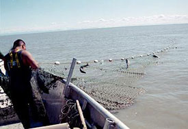 Fisherman pulling his net in
