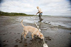 Fisherman and dog on the beach with a net
