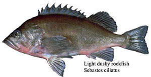 Light Dusky Rockfish (Sebastes ciliatus)