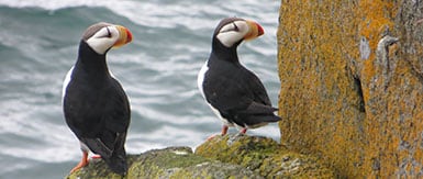 two puffins sit on weathered shoreline rocks