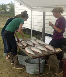 Photo of Laura Junge sampling salmon