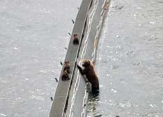 Bears at Frazer Fish Pass