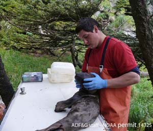 Photo of Taylor Lehnhart: NOAA research permit 14325