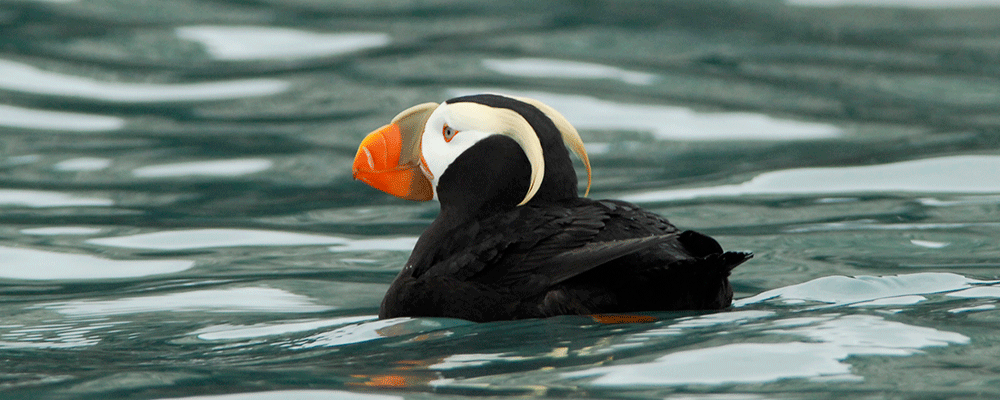 Seabirds & Waterfowl