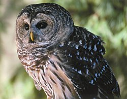Photo of a barred owl © www.wingmasters.net