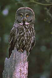 Photo of a Great Gray Owl © Ted Swem