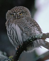 Pygmy Owl © Bob Armstrong