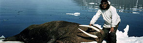 Walrus hunt on Little Diomede. Pictured is Jacob Ahkinga.