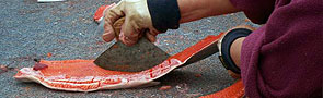 Sockeye salmon are processed in a fish camp located on the Kvichak River drainage.