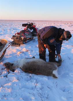 successful subsistence hunt for caribou