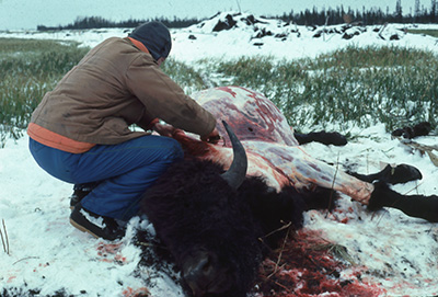 Hunter skinning bison carcass