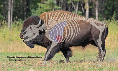 Illlustration of bison skeleton