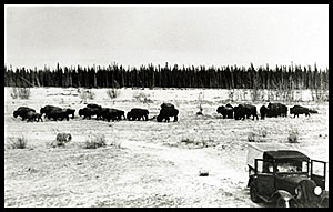Old black and white photo of bison after being transported