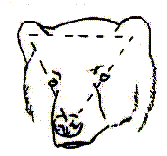 old bear graphic