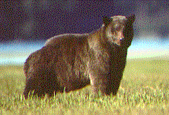 Photo of a Black Bear