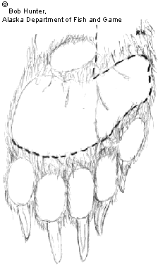 bear paw