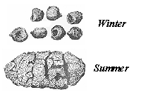 Image of Caribou Scat