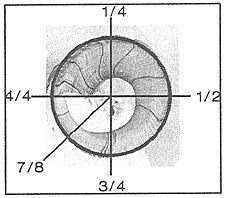 Image showing various degrees of curl