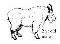 2 year old male mountain goat