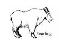 Yearling mountain goat