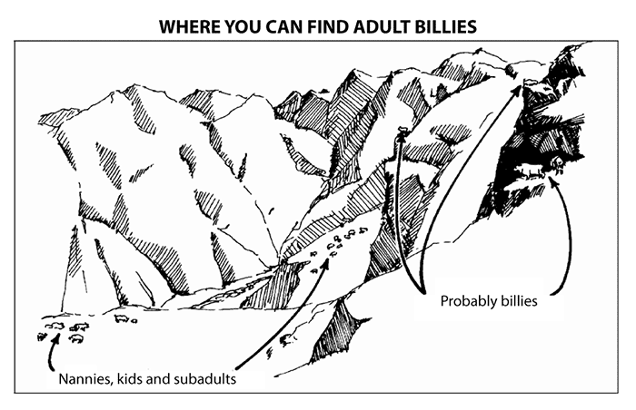 Drawing showing where you can find adult billies (males)