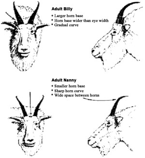 goat horn characteristics