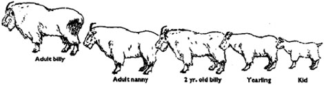 how to judge goat sex and age