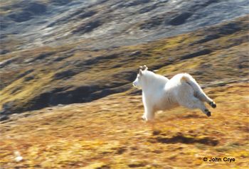 Photo of a nanny running down a hill