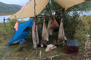 Moose meat protected by bear fence