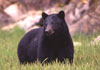 Photo of a black bear