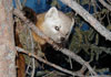 Marten in tree