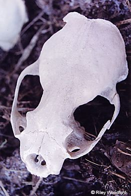 photo of a skull