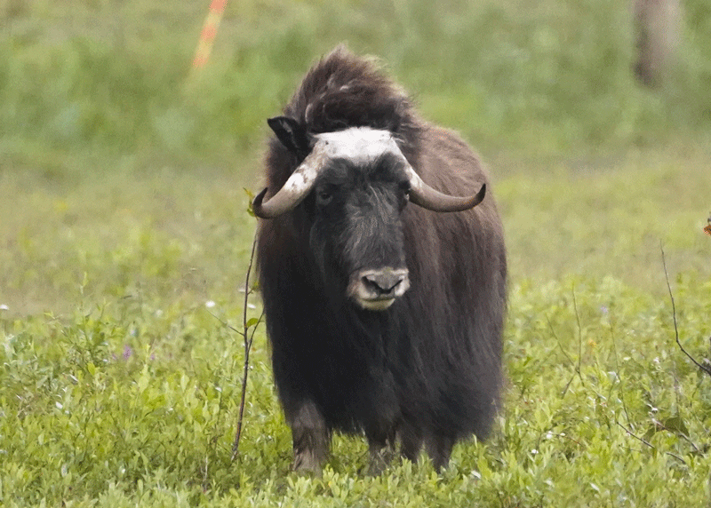 Muskox Two-Year Bull Summer - Alaska Department of Fish and Game (ADFG)