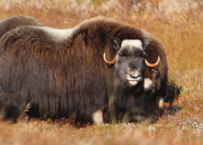Muskox Two-Year Cow Fall - Alaska Department of Fish and Game (ADFG)