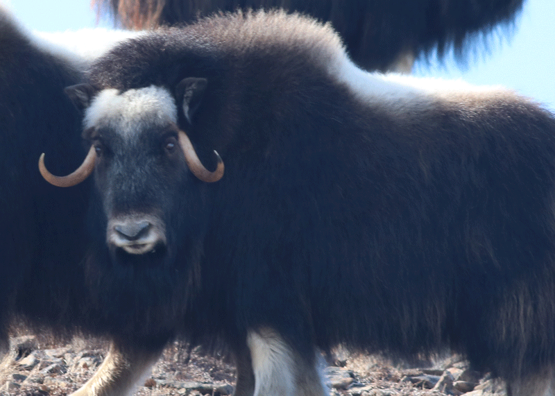 Muskox Three-Year Cow Spring - Alaska Department of Fish and Game (ADFG)