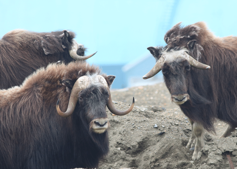Muskox Bachelor bull groups - Alaska Department of Fish and Game (ADFG)