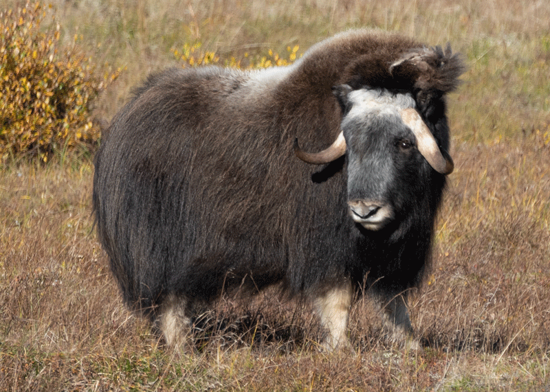 Muskox Immature bull - Alaska Department of Fish and Game (ADFG)
